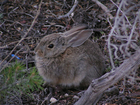 rabbit, grand canyon south rim; az