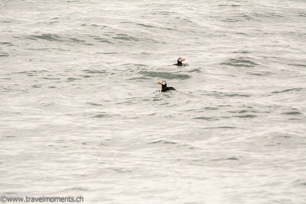 Papageitaucher Lund (Horned Puffin)