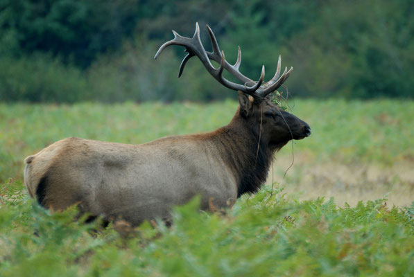 roosevelt elk, avenue the giants, redwood nat'l pk; ca