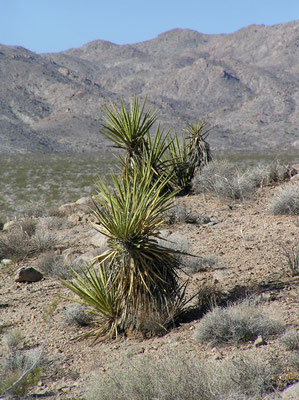 mojave desert; ca