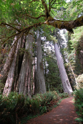 avenue the giants, redwood nat'l pk; ca