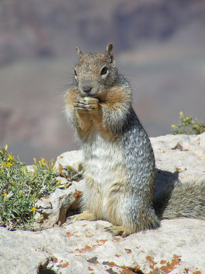 squirell, grand canyon south rim; az