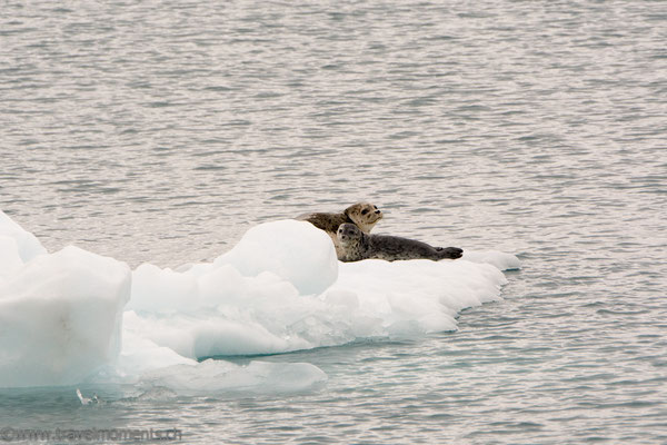 Seehunde (Harbor Seals)