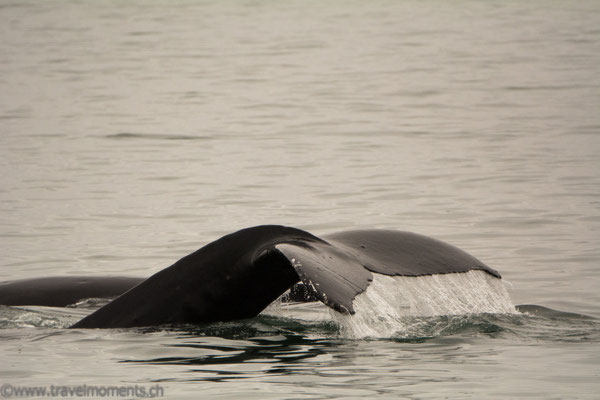 Buckelwal (Humpback Whale)