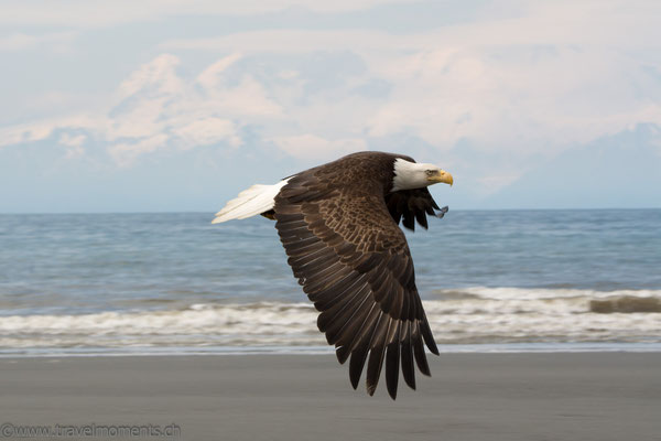 Weisskopfseeadler (Bald Eagle) am Anchor Point