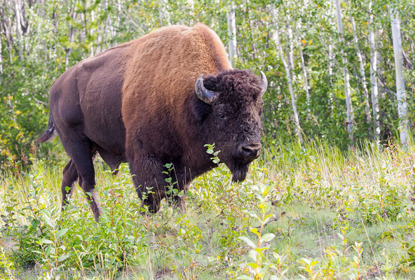 South of Watson Lake, Alaska Hwy