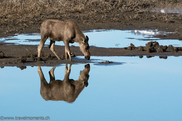 Elch am two Moose Lake (wo war der 2te?)