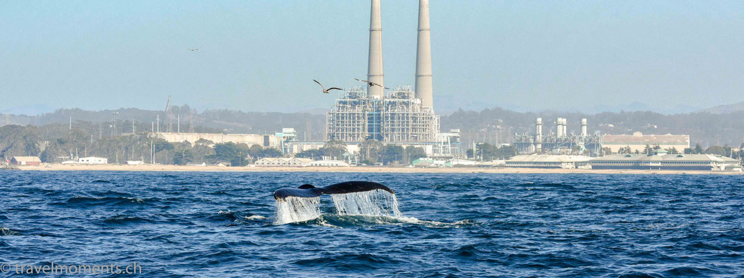 Moss Landing - Whale watching