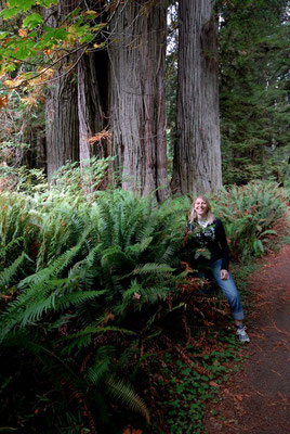 avenue the giants, redwood nat'l pk; ca