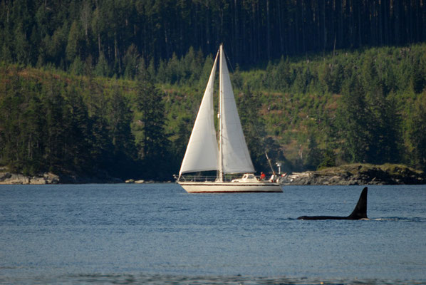 orca, johnstone strait; bc