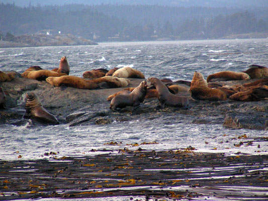 seals, vancouver island; bc