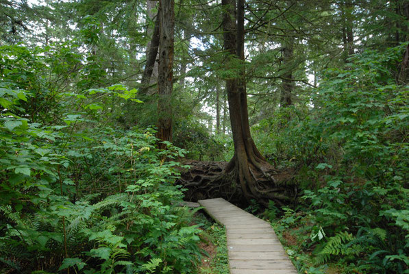 rainforest, vancouver island; bc