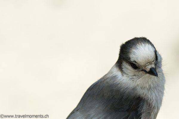 Gray Jay am Kathleen Lake Campground