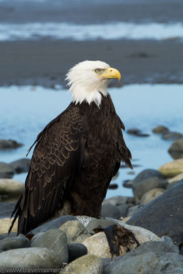 Weisskopfseeadler (Bald Eagle) am Anchor Point