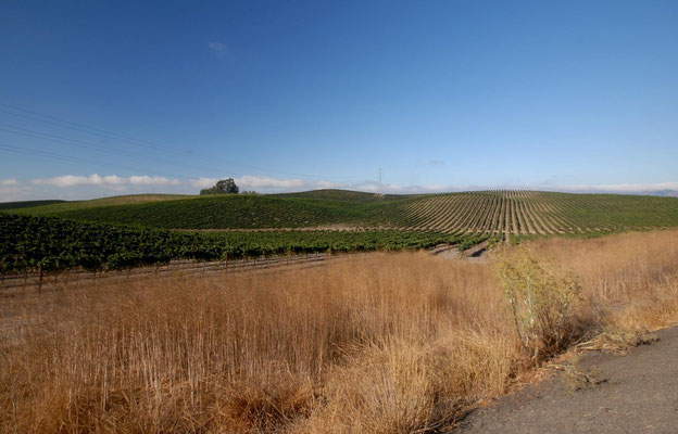 napa valley, wine country; ca