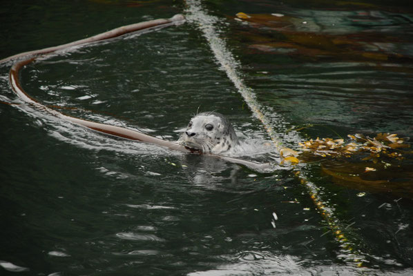 seal, april point quadra island, vancouver island; bc