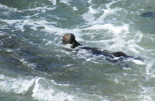 otter, 17 miles drive, monterey; ca