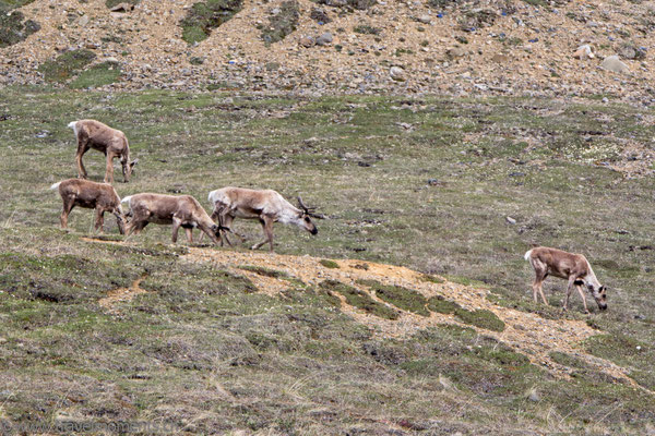 Denali NP, Karibu