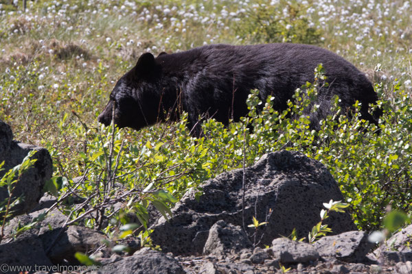 Schwarzbär