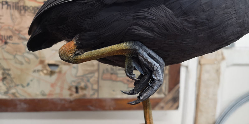 Remise en couleurs des pattes d'un foulque - Coloring coot legs