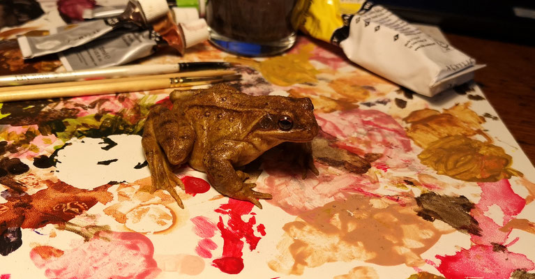 Grenouille rousse - Common frog (Rana temporaria: replica)