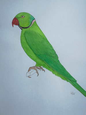 Aquarelle - Watercolor