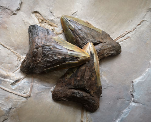 Megalodon teeth. Original (University of Namur) and replicas