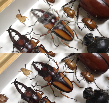 Entomological collection (African Museum, Namur)