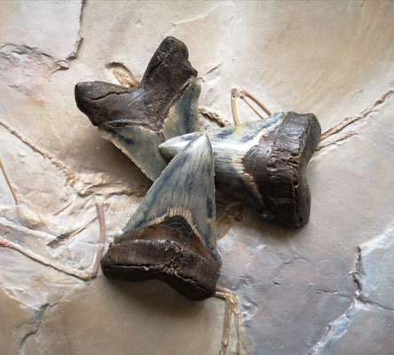 Megalodon teeth. Original (University of Namur) and replicas