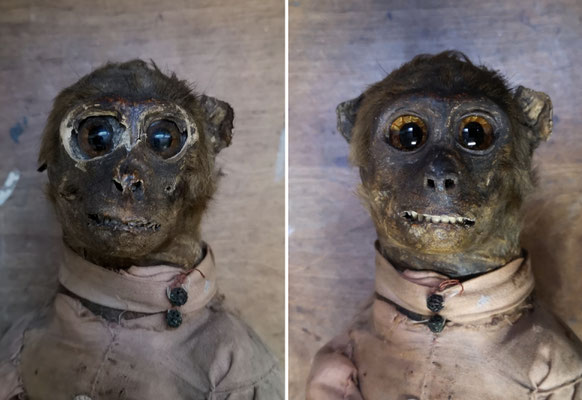 19th century anthropomorphic monkey