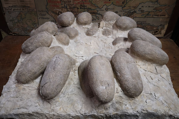 Ovirapotor nest
