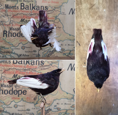 Cotinga