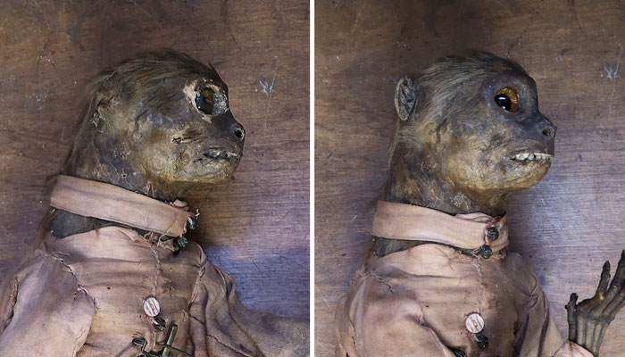 19th century anthropomorphic monkey