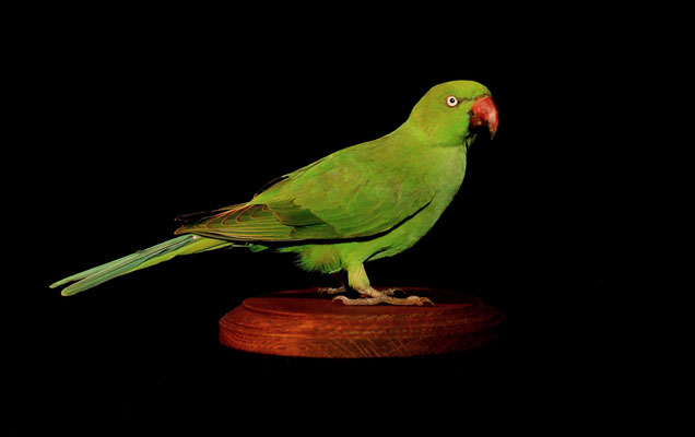 Perruche à collier - Rose-ringed parakeet