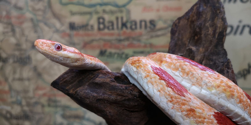 Serpent des blés - Corn snake