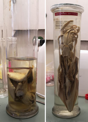 Collection de zoologie, UNamur