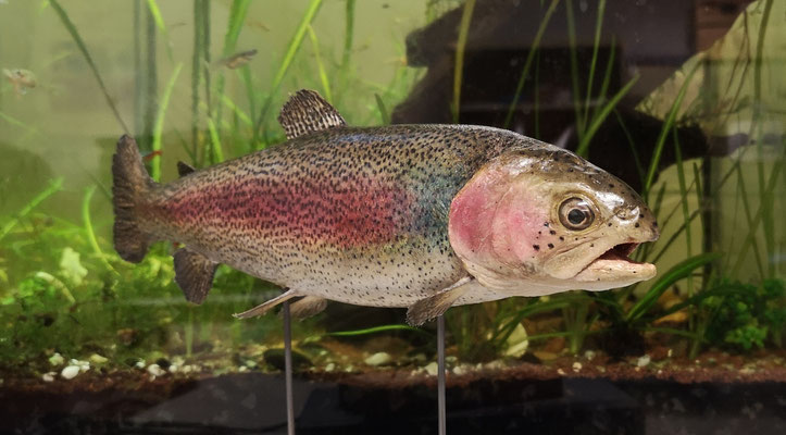 Truite arc-en-ciel - Rainbow trout