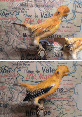 Coq-de-roche - Cock-of-the-rock