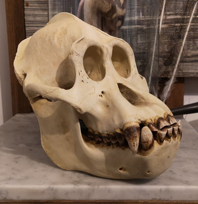 Orangutan skull replica
