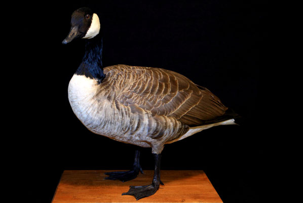 Bernache du Canada - Canada goose