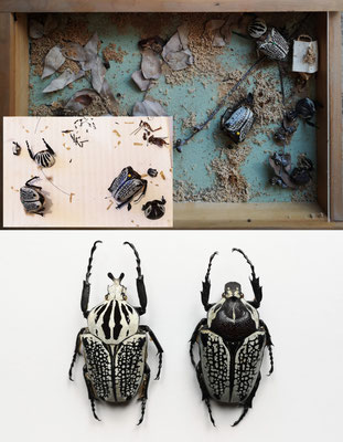 Collection de zoologie, UNamur