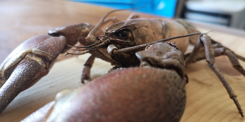 In progress. Alien species of crayfish (Pacifastacus leniusculus)