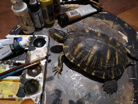 Tortue de Floride - Pond slider (replica)