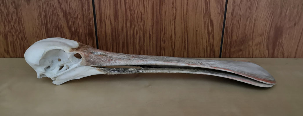 Spatule africain - African spoonbill (replica)