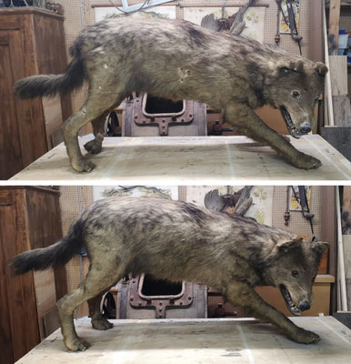Loup de Montmédy (1889, France)