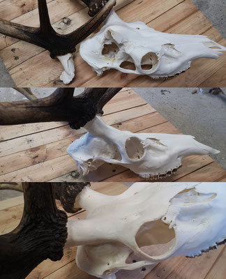 Restauration d'un crâne de cerf