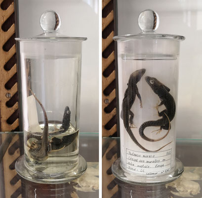 Collection de zoologie, UNamur