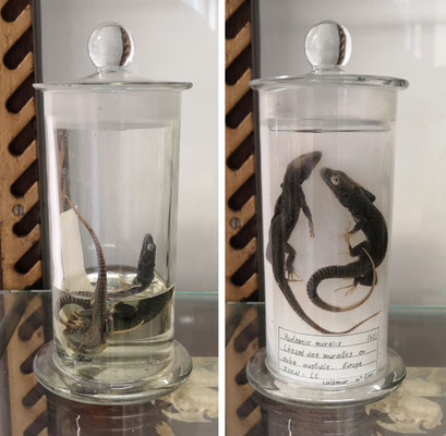 Collection de zoologie, UNamur