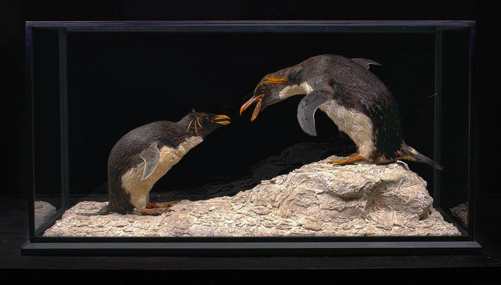 Mise en scène d'oiseaux anciens et vitrine sur mesure - Diorama and tailormade showcase