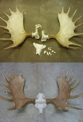 Élan - Moose